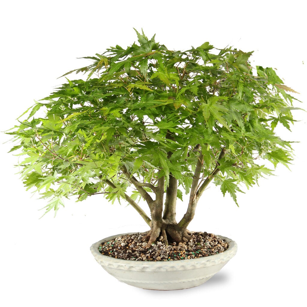 Japanese Maple
