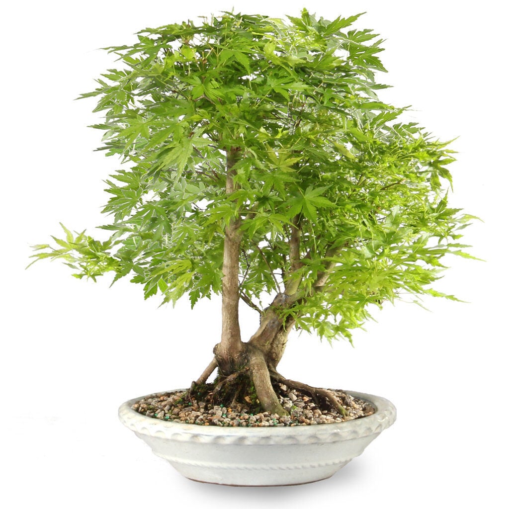 Japanese Maple
