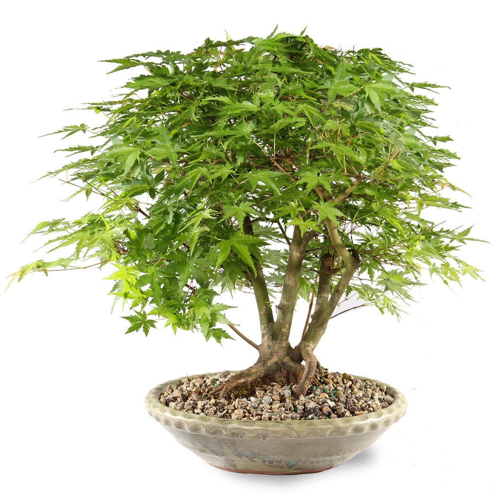 Japanese Maple