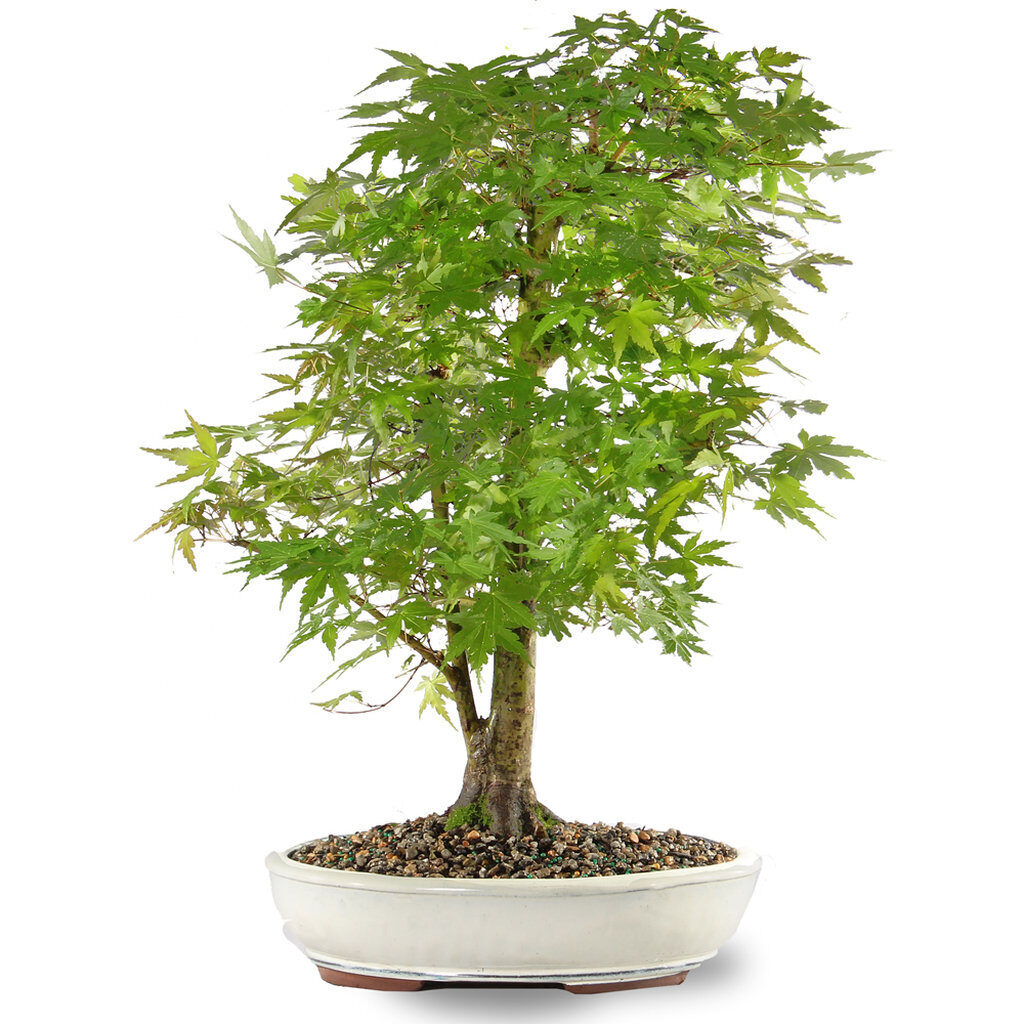 Japanese Maple