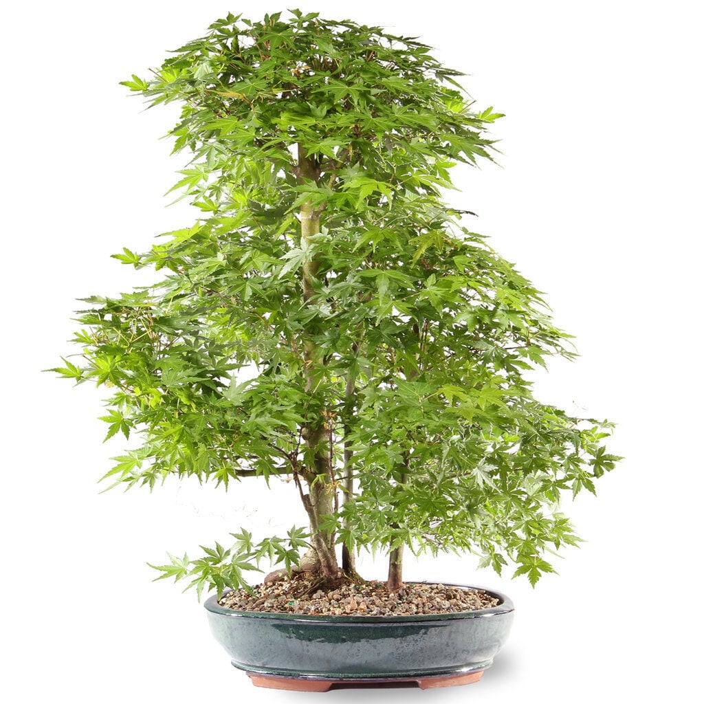 Japanese Maple
