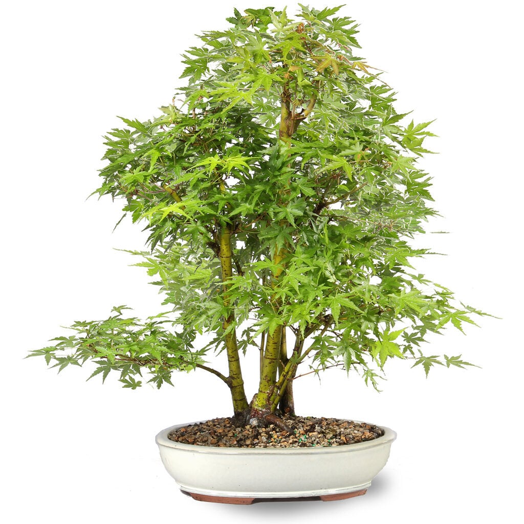 Japanese Maple
