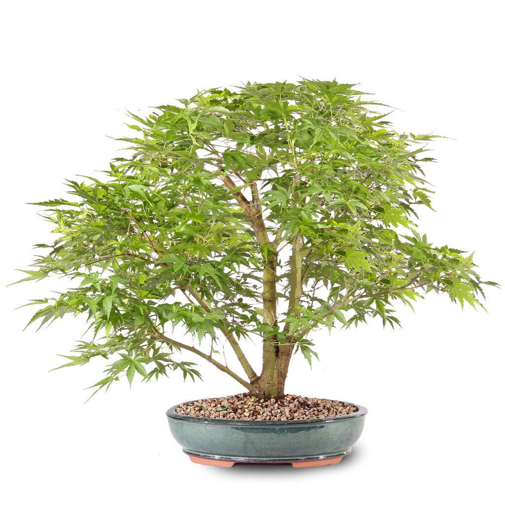 Japanese Maple