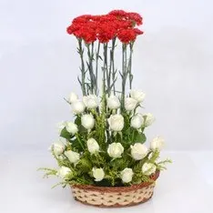 White Red Combination (As Shown)