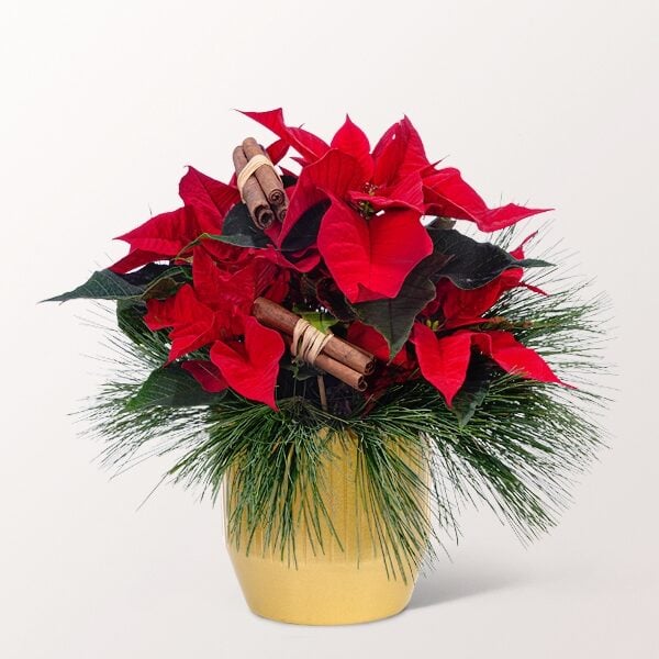 Red Poinsettia with 2 Ferrero Rocher