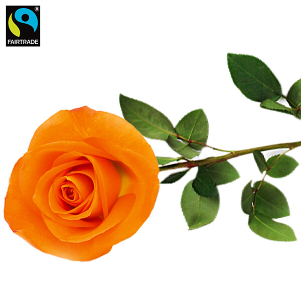 Orange long-stemmed Fairtrade rose