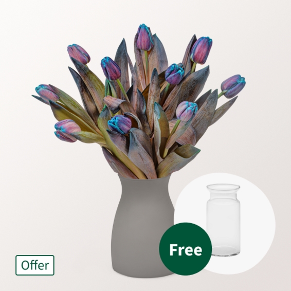 Exceptional Blue-Lilac Tulips in a Bunch with vase (10 tulips)