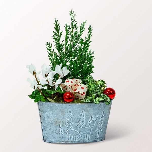 Sweet Winter Arrangements