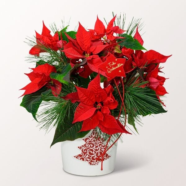 Red Poinsettia in a Ceramic Pot