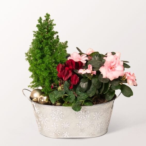 Arrangement Winter Poem
