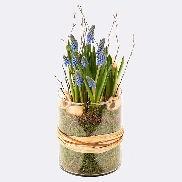 Muscari-Dream