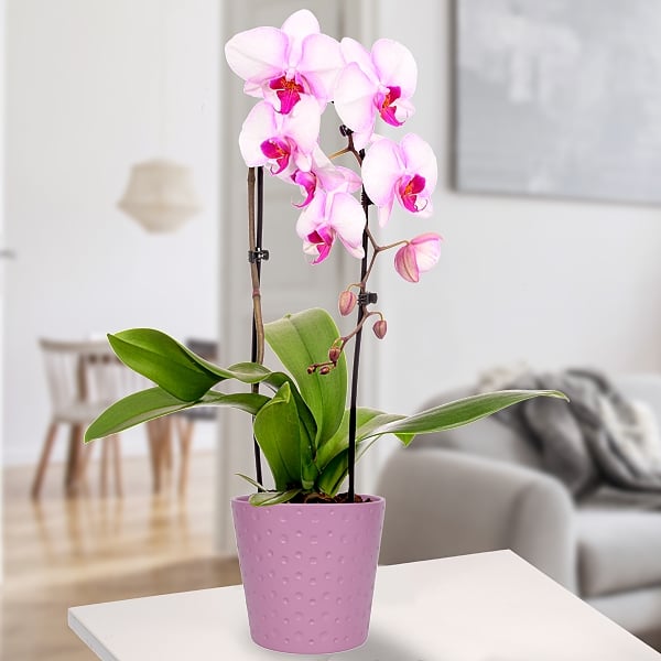 Light Pink Orchid in a pot