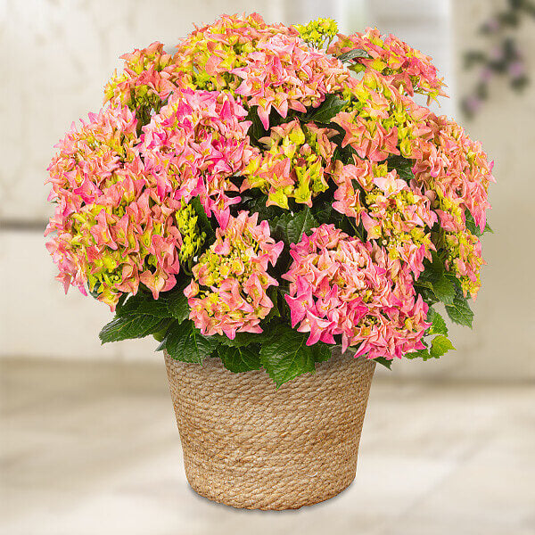 Light Pink Hydrangea in a sea grass basket