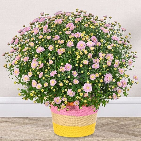Light pink chrysanthemums in a colourful sea grass basket