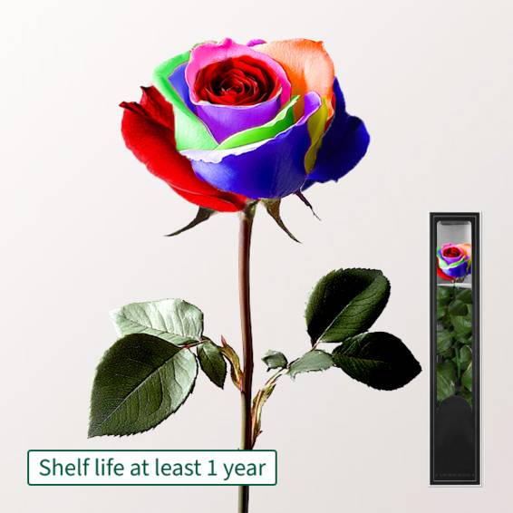 Colourful, long-lasting Rose with Stem