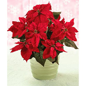 Red Poinsettia Xmas Plant (Small)