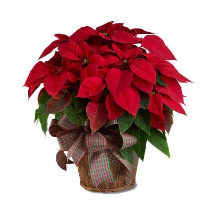 Large Red Poinsettia