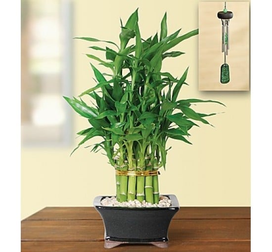Pyramid Bamboo (Basic)