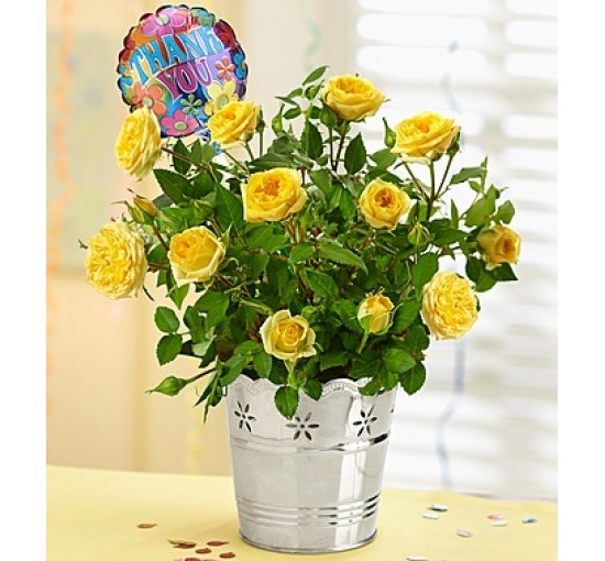 Thank you Rose