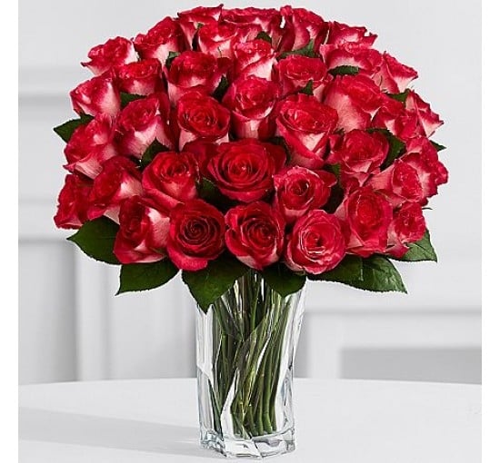 Rosy Velvet Roses