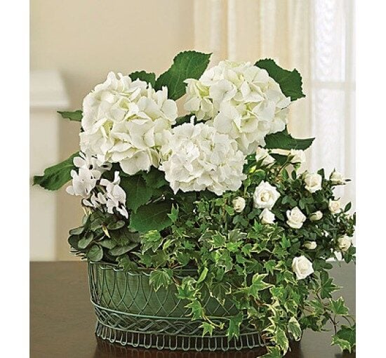 Tranquil White Garden