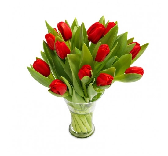 Ravishing Red tulips (Basic)