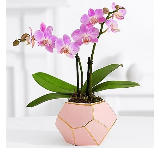 Pink Orchid Plant (Basic)
