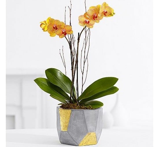 Kaleidoscope Orchid (Basic)