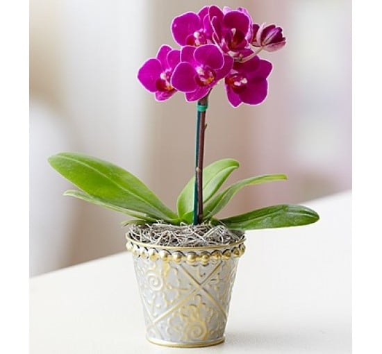 Mini purple Orchid (Basic)