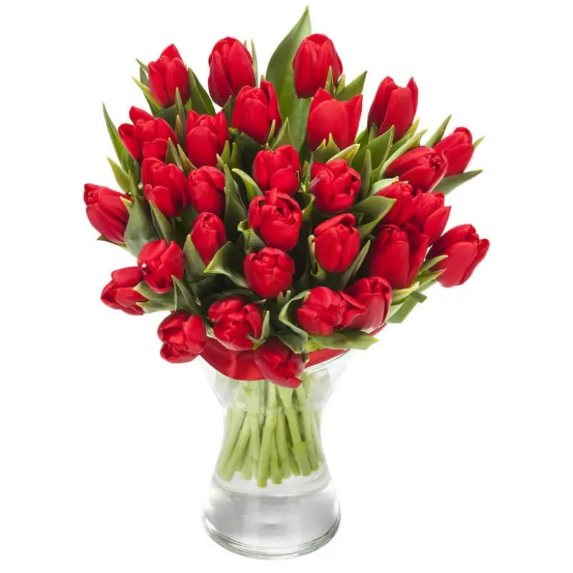 Alluring Tulip