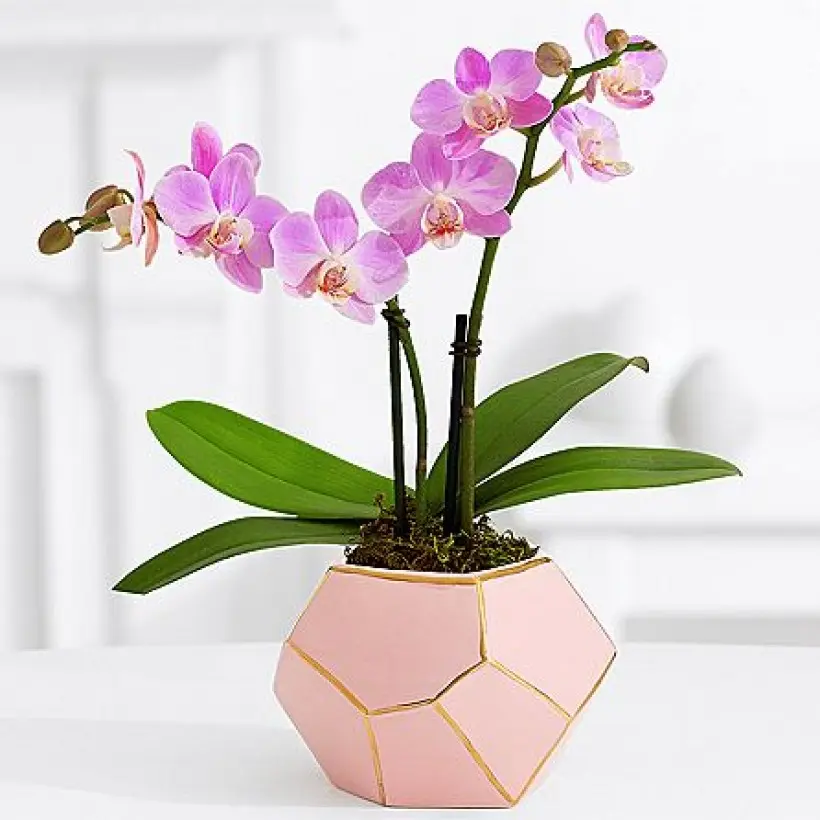 Pink Orchid Plant