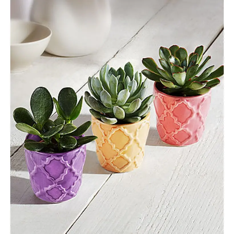 Spring Trio