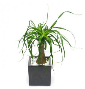 Beaucarnea