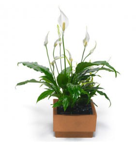 Peace lily