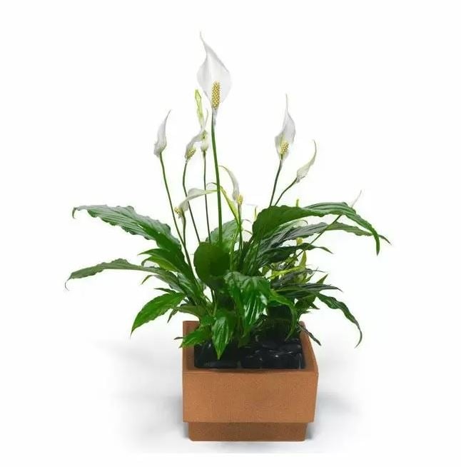 peace lily