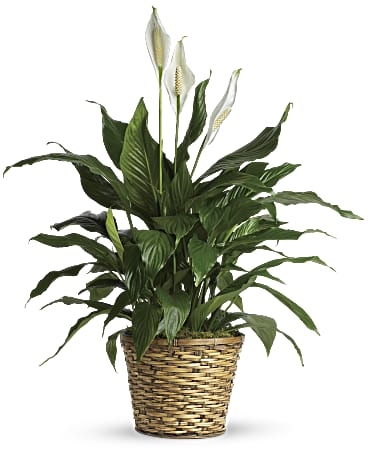 Simply Elegant Spathiphyllum (Peace Lily) - Medium