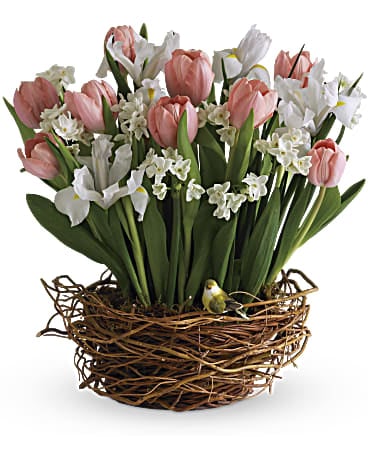 Tulip Song (Standard)