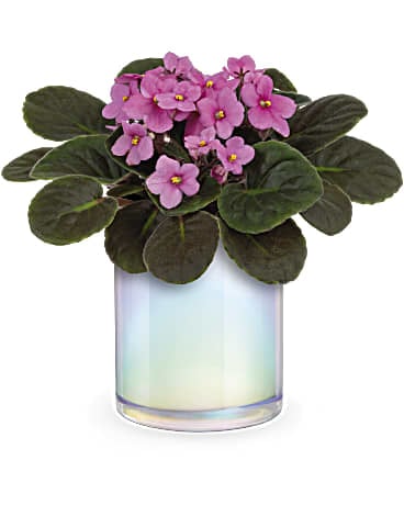 Luminous Leaves Plant