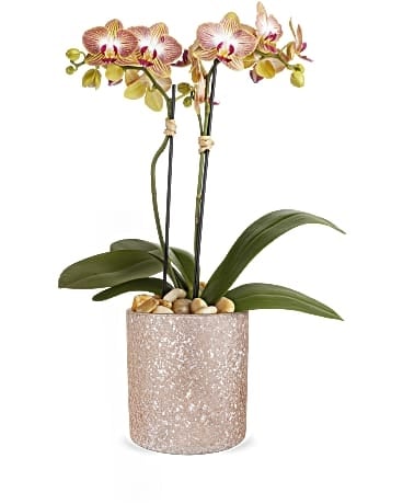 Sparkling Orchid