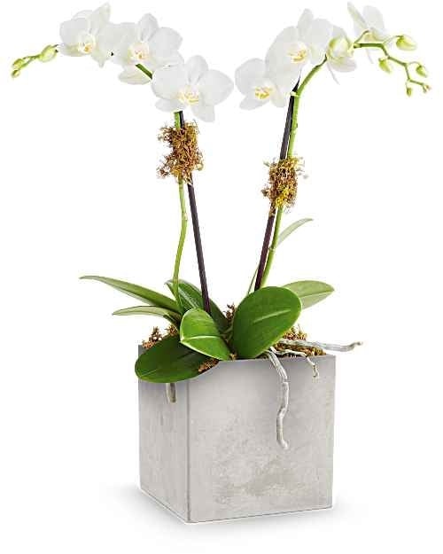 Orchid Artistry