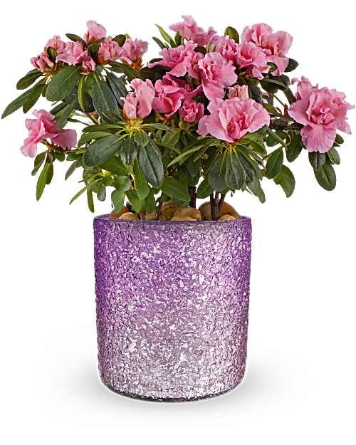 Giftblooms Blooming Sparkle Azalea Plant
