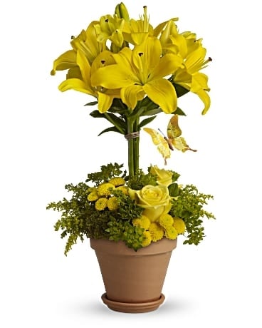 Yellow Fellow (Standard)