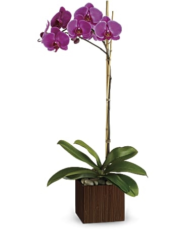 Sublime Orchid
