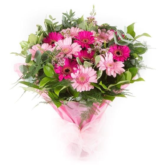 Just Gerberas ,choose colours (Standard)