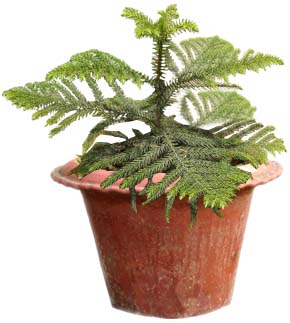Live Crismas Plant