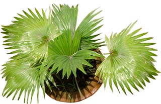 Live China Palm Plant