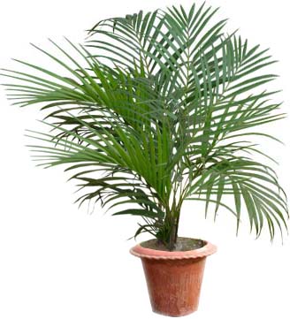 Live Herica Palm Plant