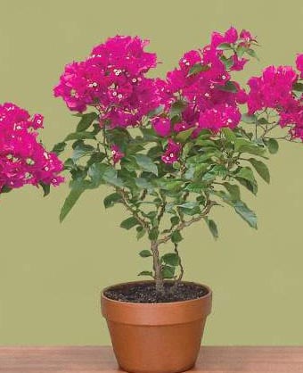 Live Bougainvillea Plant - 02