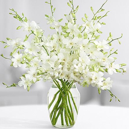 White Orchids