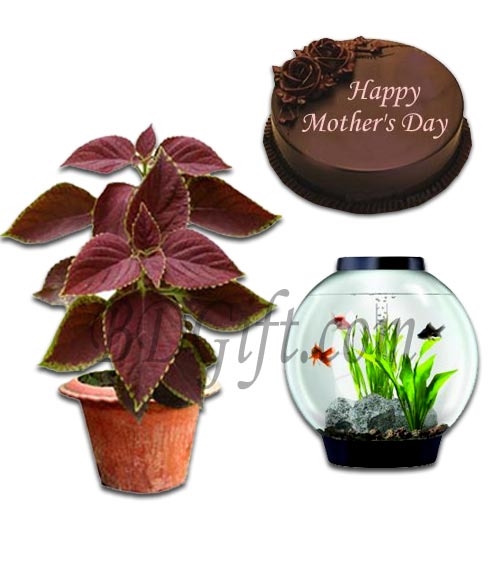 Cake W/ Aquarium & Plant